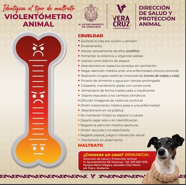Ayuntamiento de Veracruz rescata a dos perras tras reporte de maltrato