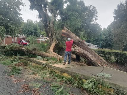 Atiende Ayuntamiento de Xalapa caída de árbol en avenida Acueducto