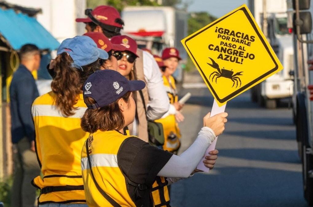 PMA rescató 327 cangrejos azules en Alvarado con programa Dale Paso
