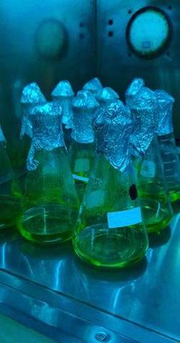 UV investiga hongo asiático para obtener compuestos bioactivos en 28 días