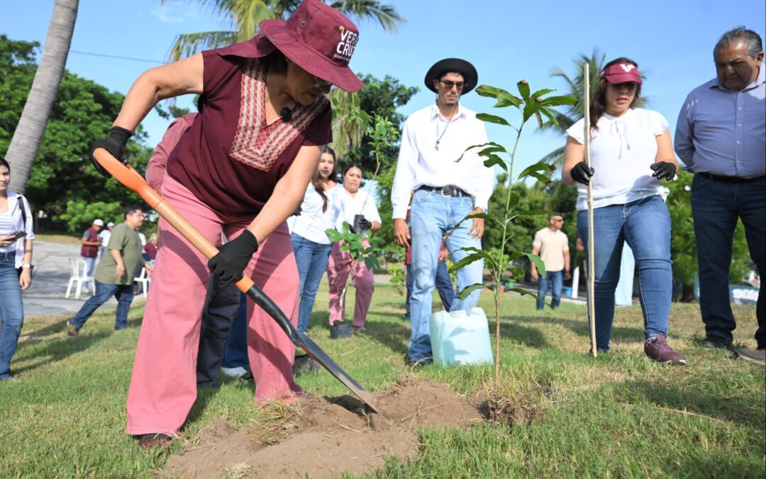 Ayuntamiento de Veracruz supera 20 mil árboles en Jornada Nacional de Reforestación