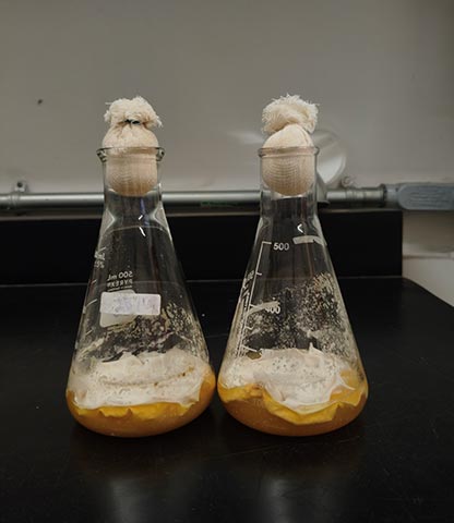 UV estudia potencial del hongo asiático Cordyceps militaris