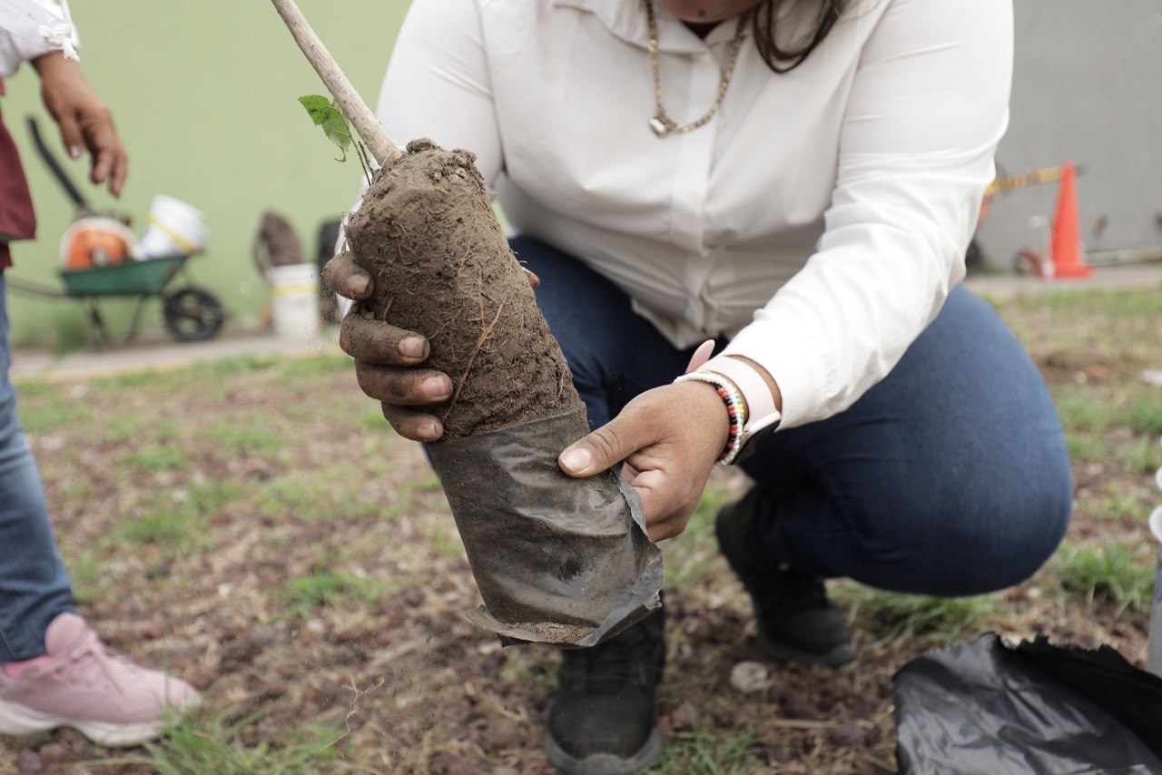 Municipio de Veracruz se suma a la Jornada Nacional de Reforestación 2026