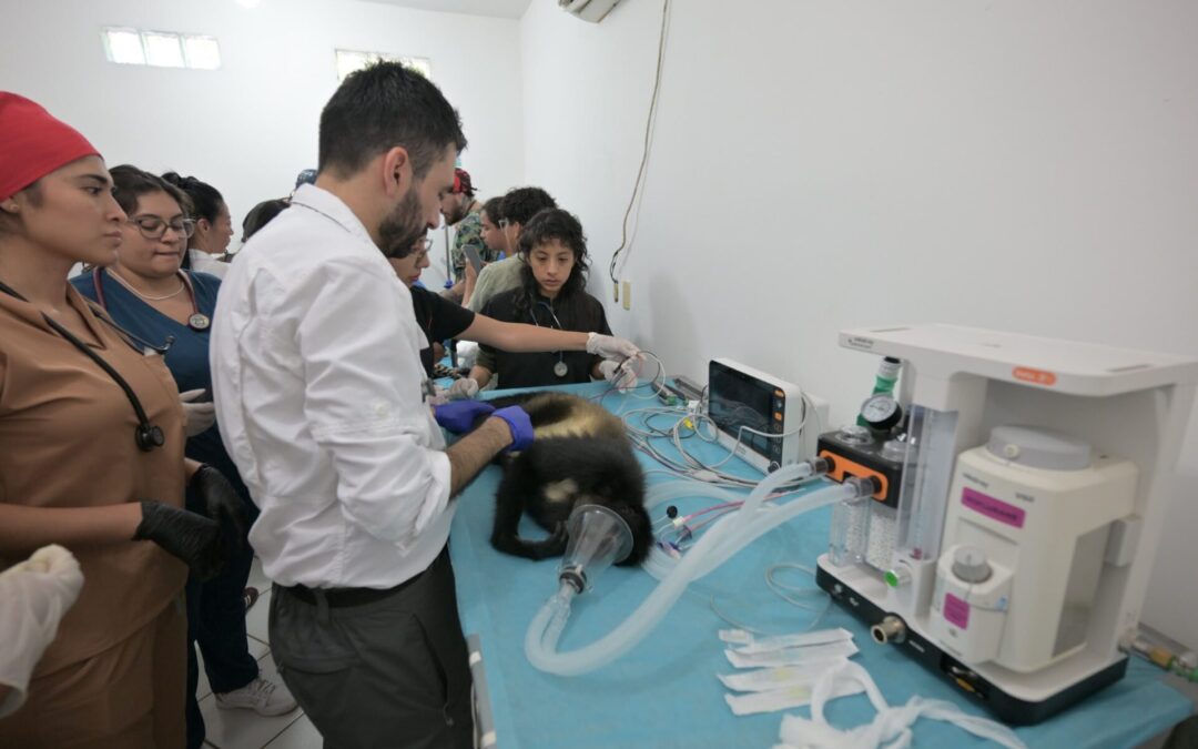 Ayuntamiento de Veracruz refuerza atención veterinaria en Parque Miguel Ángel de Quevedo