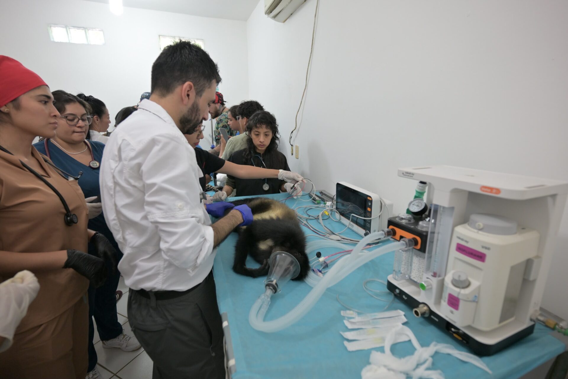 parque-miguel-angel-de-quevedo-atencion-veterinaria Veterinarios atienden a ejemplares del Parque Miguel Ángel de Quevedo en Veracruz