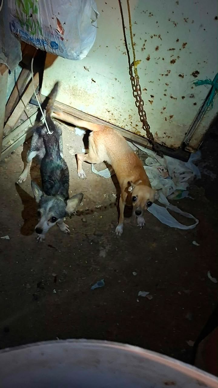 Ayuntamiento de Veracruz rescata a dos perras tras reporte de maltrato