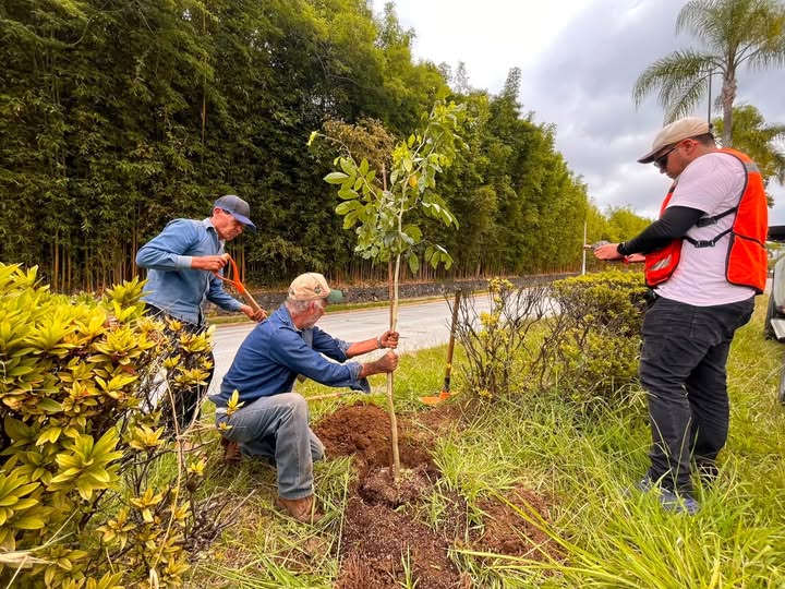 Plantan 21 árboles de habín en Circuito Presidentes de Xalapa