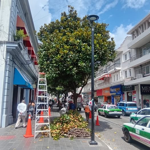 Poda de magnolias en Enríquez para restaurar el reloj histórico