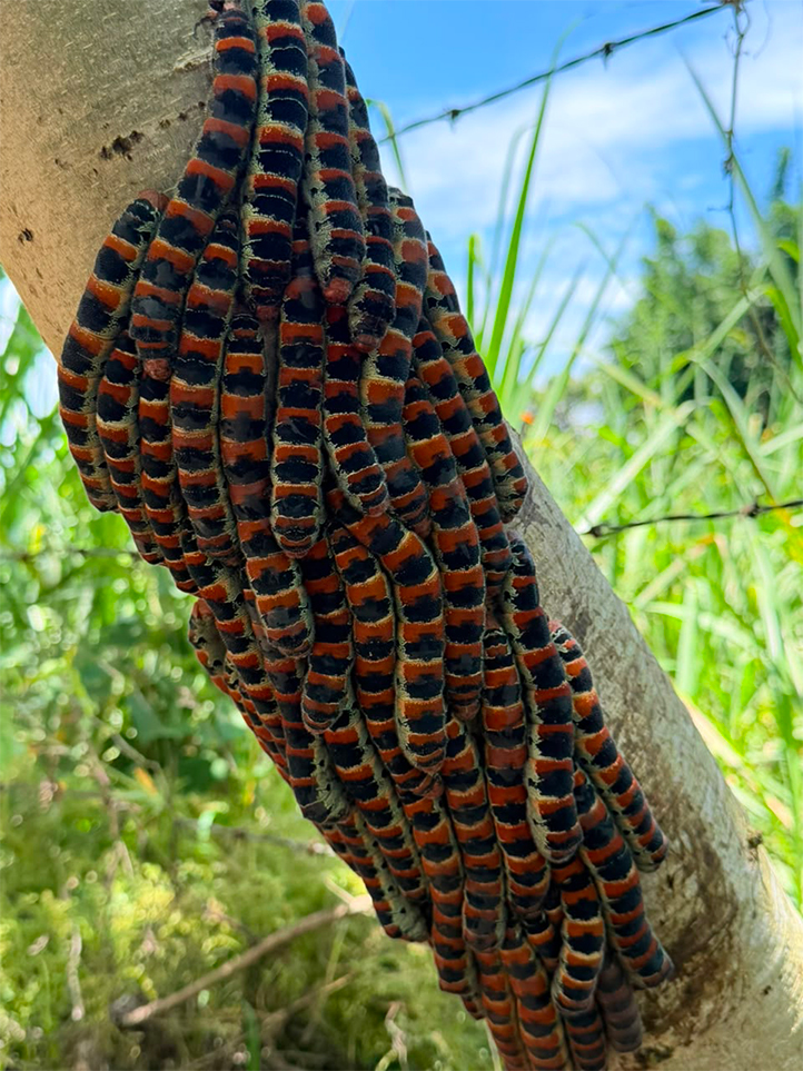 Larva cuetla: investigan su potencial alimentario en la UV