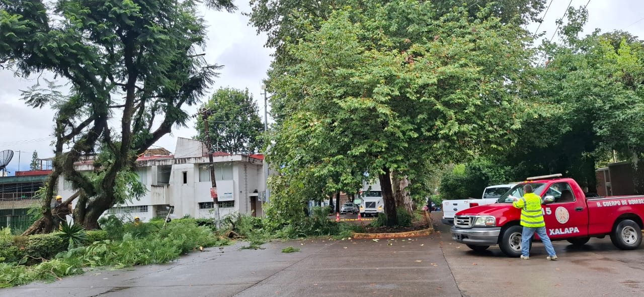 Cae árbol en avenida Acueducto de Xalapa por lluvias intensas