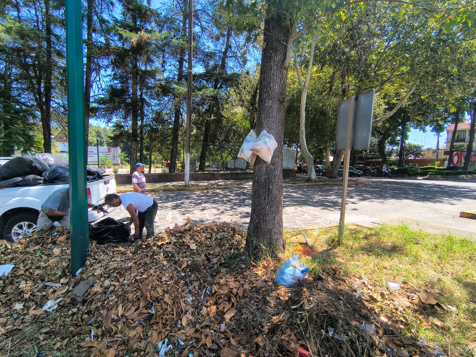 Acumulación de hojarasca y residuos vegetales en camellón de Xalapa