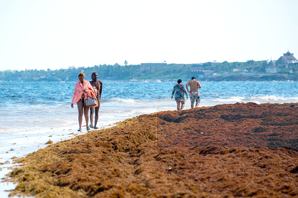 Sargazo acumulado en playas del Caribe mexicano