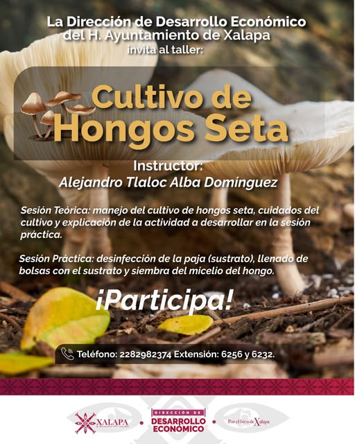 Taller de cultivo de hongos seta en Chiltoyac