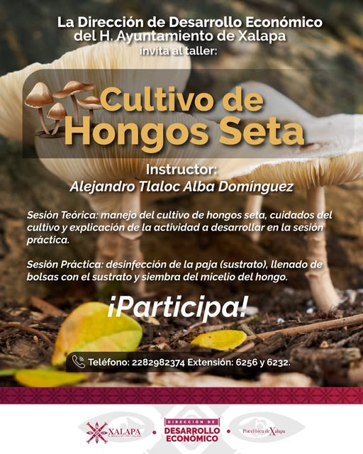 Ayuntamiento de Xalapa convoca a taller de cultivo de hongos seta