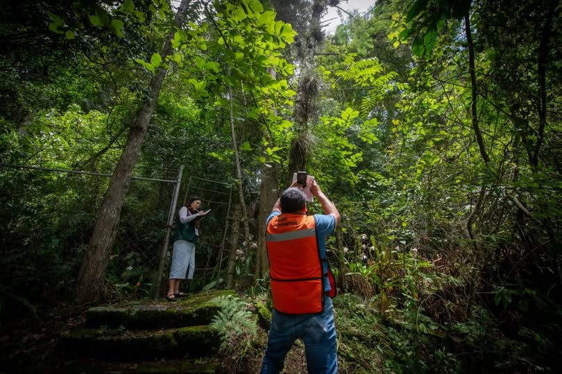 Técnicos del Ayuntamiento de Xalapa realizan valoración de arbolado urbano
