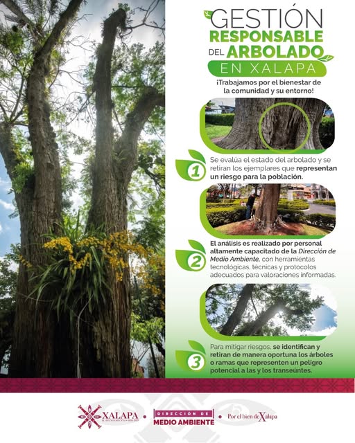 Xalapa valora su arbolado para proteger a la comunidad y la biodiversidad