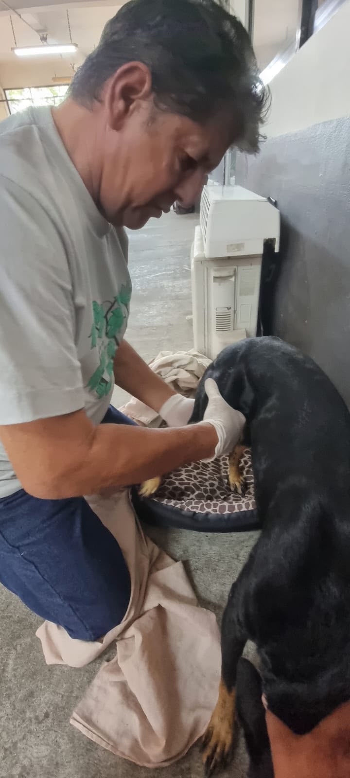 canino-lesionado-ataque-pitbull-veracruz Canino lesionado atendido por personal municipal en Veracruz