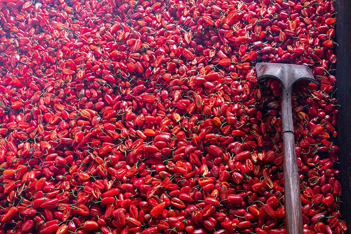 Chile criollo tres lomos, legado biocultural de Colipa y Yecuatla