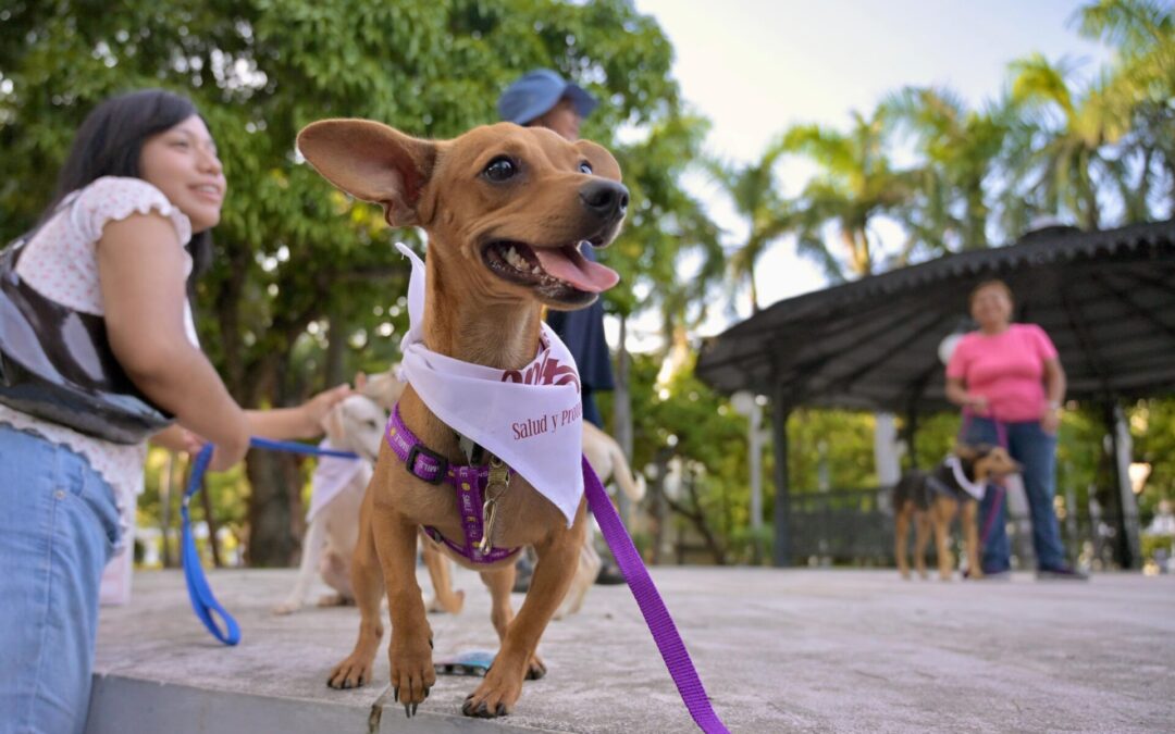 Todos los caninos de la 17ª Expo Adopta encuentran hogar en Veracruz