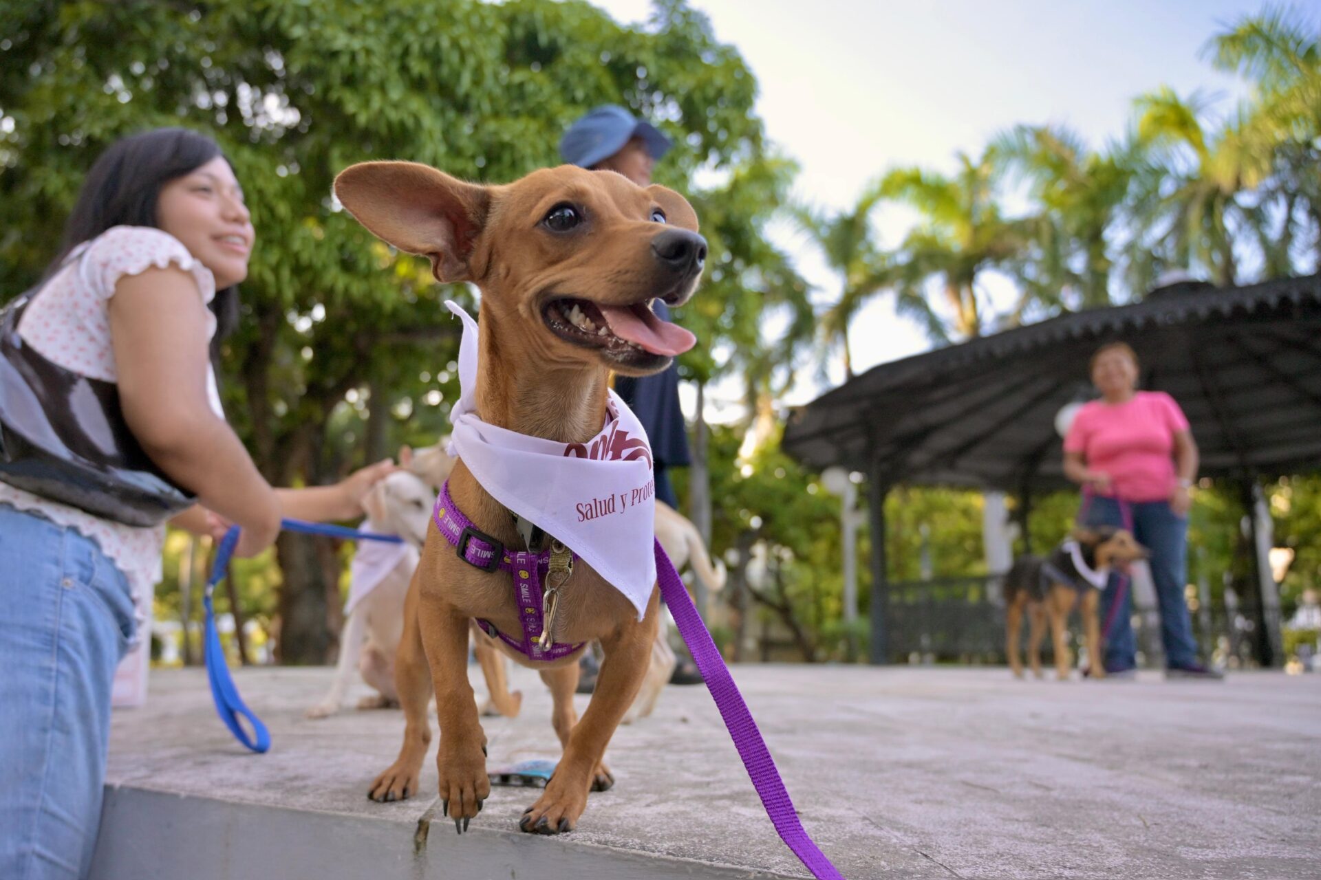 Caninos adoptados durante la 17ª Expo Adopta en Veracruz