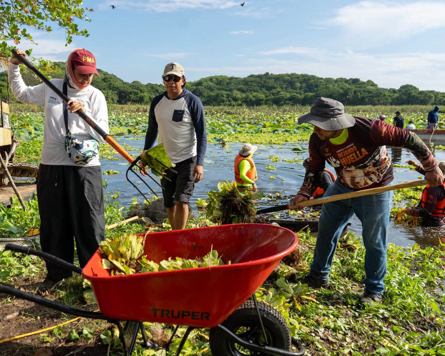 limpieza-laguna-san-julian-sedema Brigadistas retiran vegetación acuática de la laguna de San Julián