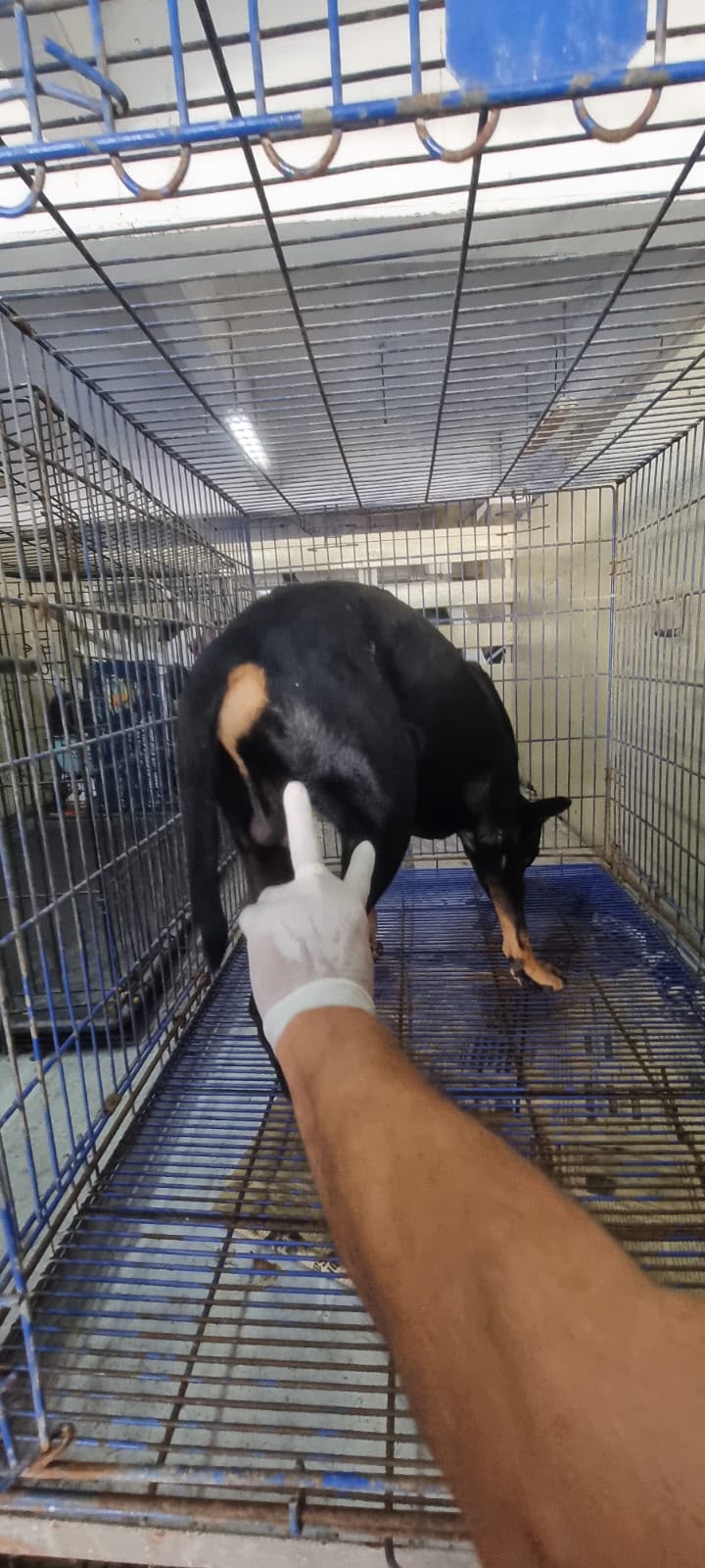 Atienden a canino lesionado tras ataque de pitbull en Veracruz