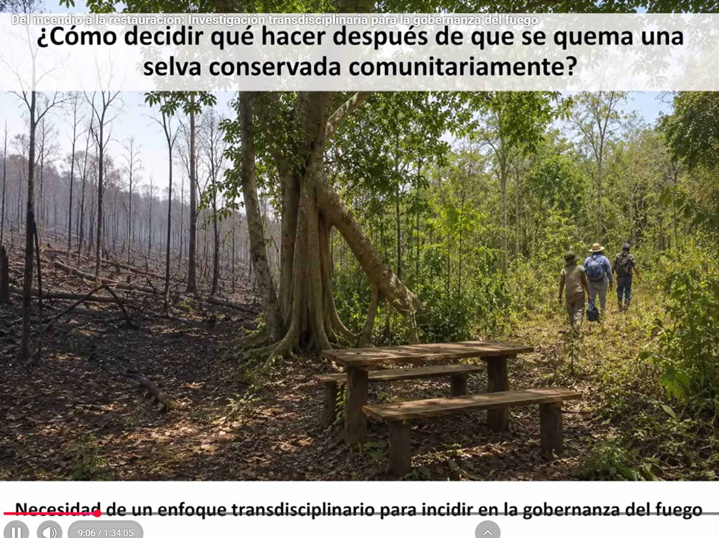 Regeneración forestal en áreas selváticas de Campeche tras los incendios de 2024