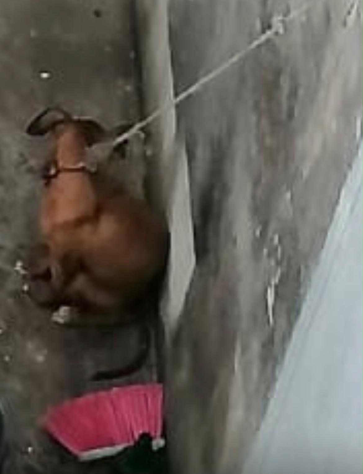 Perrita rescatada por el Ayuntamiento de Veracruz en Colinas de Santa Fe