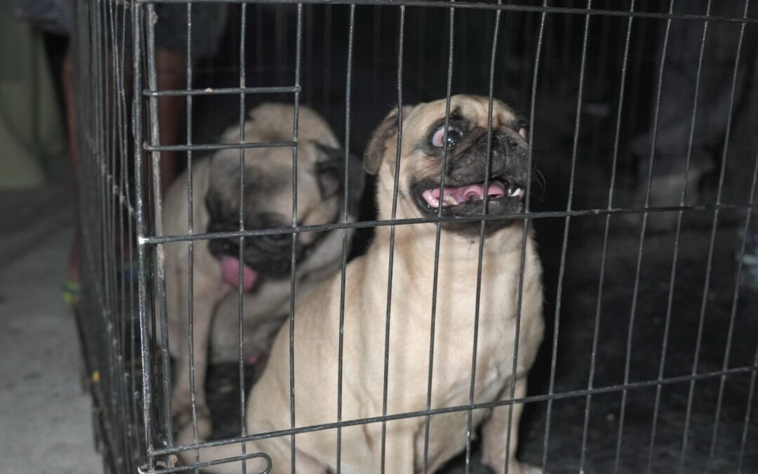 Rescatan a dos perros Pug abandonados en la colonia Centro de Veracruz