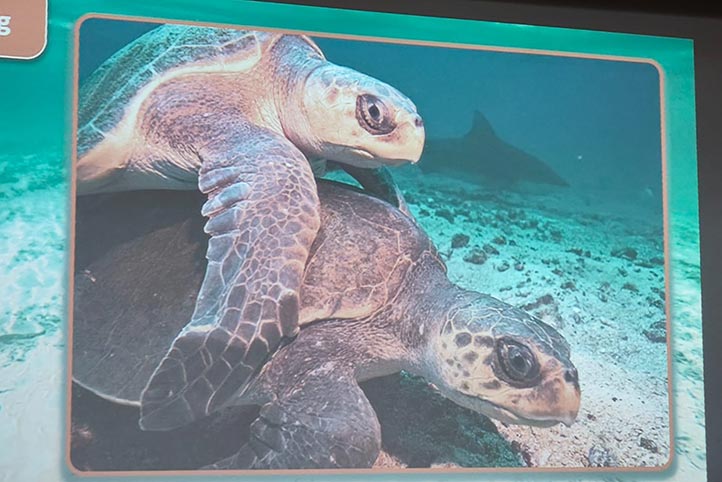 Tortugas marinas reducen su reacción al estrés durante la reproducción