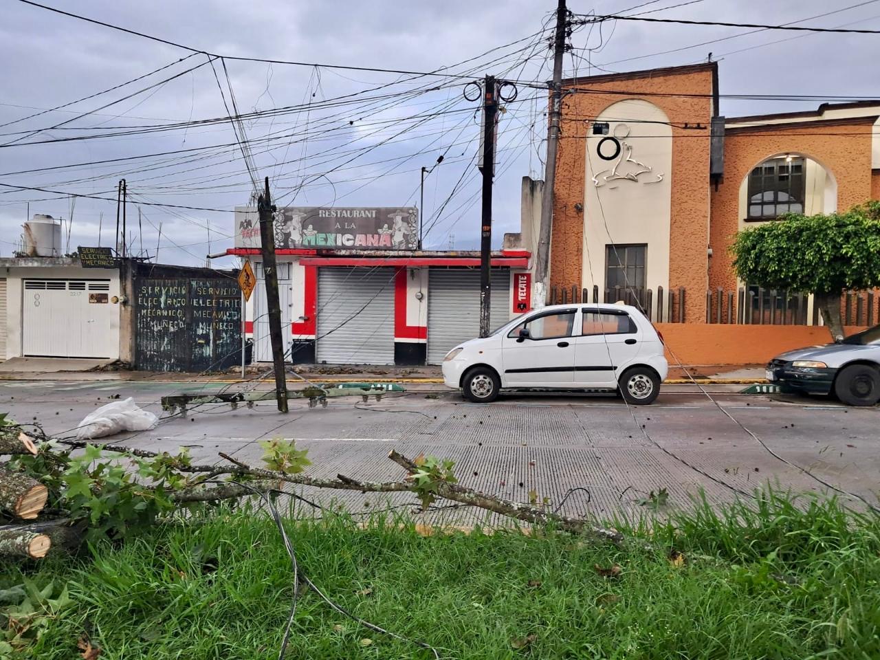 Xalapa reporta nueve árboles caídos por el frente frío 2