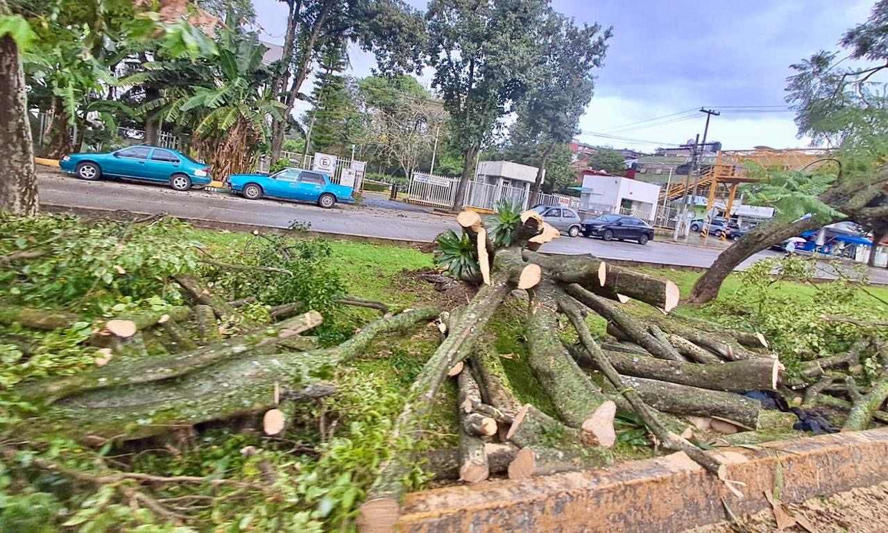 Árboles caídos y en riesgo por el evento de norte en Xalapa