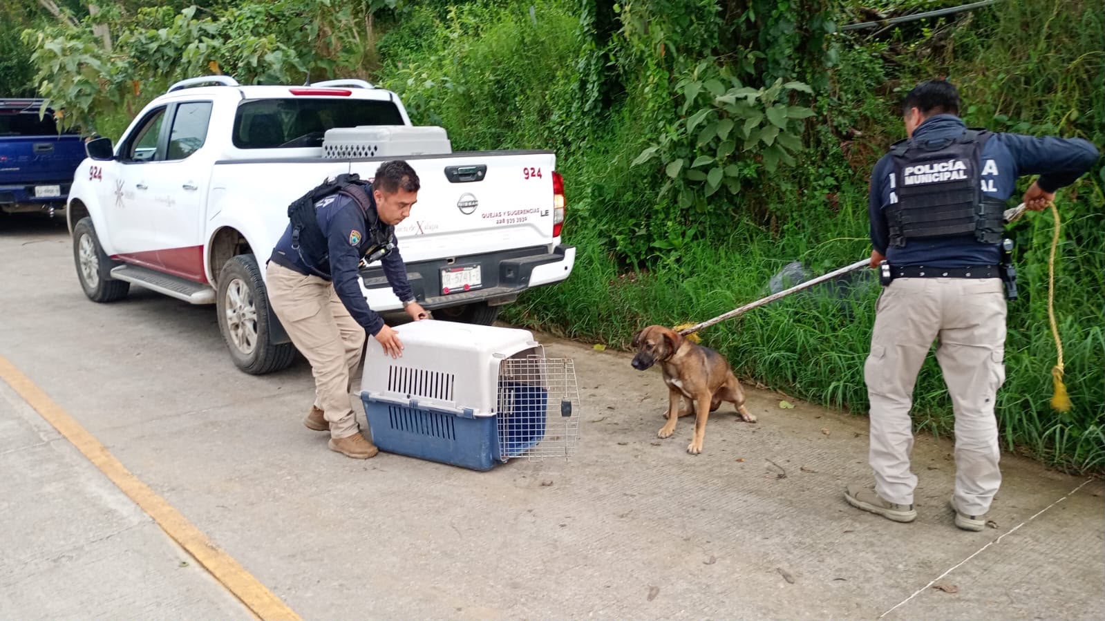 Perros resguardados por el Ayuntamiento de Xalapa tras reporte en Santa Rosa