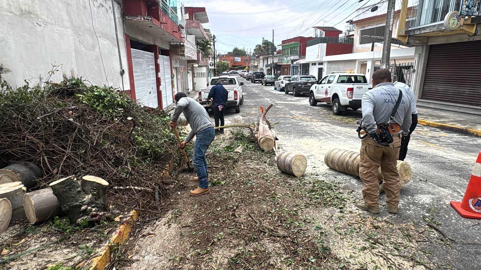 Atención de árboles caídos tras el Frente Frío 2 en Xalapa