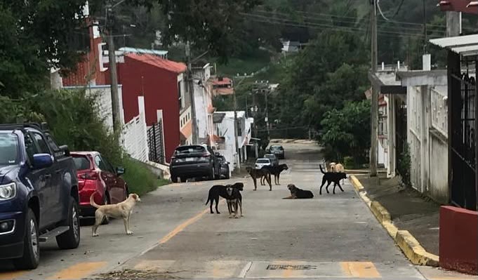 Ayuntamiento de Xalapa resguarda seis perros en Santa Rosa