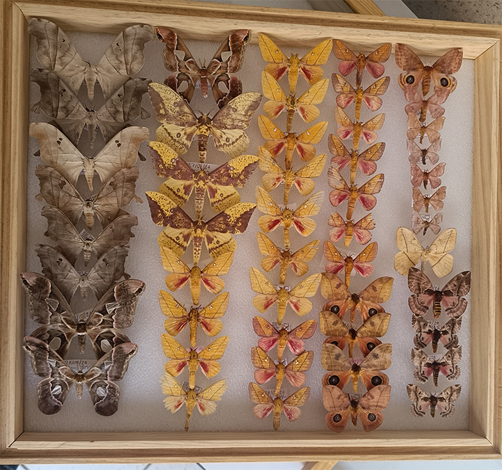 Egresado de la UV registra 14 especies de polillas en Actopan
